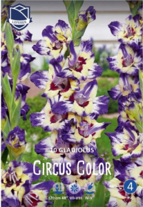 Гладиолус XXL Circus Color 14/16 /10шт NEW купить