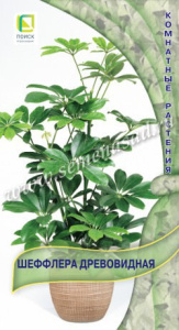 Шеффлера древовидная  купить