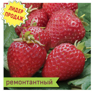 Земляника Альбион ремонтатный купить
