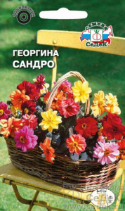 Георгина Сандро  купить