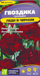 Гвоздика гренадин Леди в черном  купить