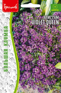 Алиссум Фиолетовая королева (Violet Queen) купить