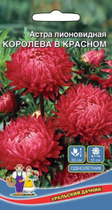 Астра Королева Гигантов в Красном  купить