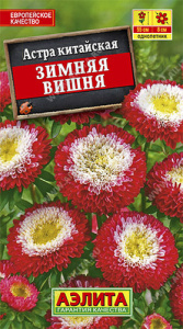 Астра Зимняя вишня помпонная купить