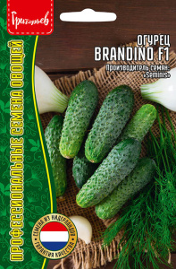 Огурец Брандино (Brandino) F1 Seminis купить
