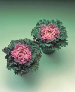 Капуста декоративная Камоме Пинк (розовая,курчавый лист) 1шт К211/35 купить