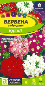 Вербена Идеал гибридная  купить