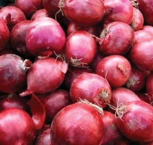 Лук севок Шалот Бонилла красный 1кг/20  купить