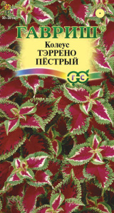 Колеус Тэррено пестрый купить
