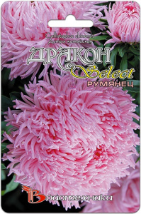 Астра Дракон селект Румянец  купить