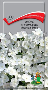 Флокс друммонда Красотка в белом купить
