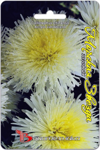 Астра Морская Звезда Золотая  купить