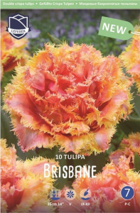 Тюльпан Бризбейн /10шт купить