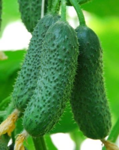 Огурец Кибрия F1 1000 шт купить