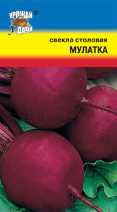 Свекла Мулатка  купить