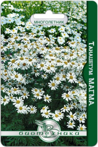 Танацетум Магма купить