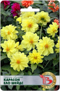 Георгины Карлсон Ело Шейдс купить