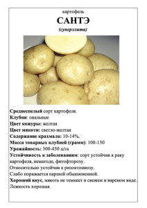 Картофель Сантэ А5 фото купить