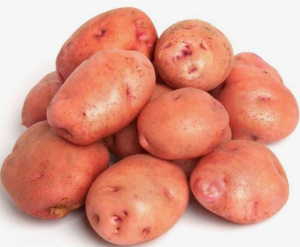 Картофель семенной Снегирь 2кг (суперэлита) купить