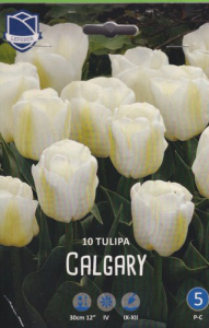 Тюльпан триумф "Calgary" (1х10шт) купить