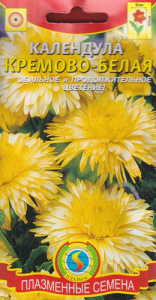 Календула Кремово-белая  купить