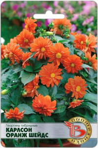 Георгины гибридные Карлсон Оранж Шейдс купить