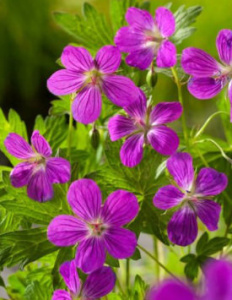 Герань болотная фиолетовая С1 купить