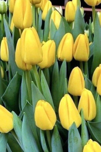 Тюльпан дарвинов гибрид "Novi Sun" (1х10шт) купить