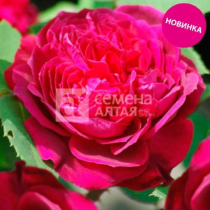 Роза Сивил купить