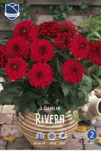 Георгина бордюрная GALLERY Rivera /1шт  купить