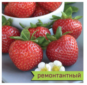 Земляника Эви 2 ремонтантный купить