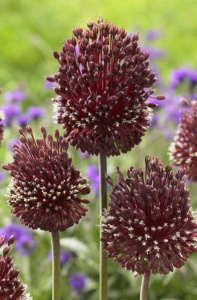 Лук amethystinum "Red Mohican" (1х5шт) купить