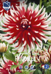 Георгина кактусовая Friquolet /1шт купить