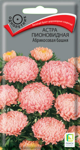 Астра Башня Абрикосовая пионовидная купить