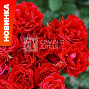 Роза Симпати купить