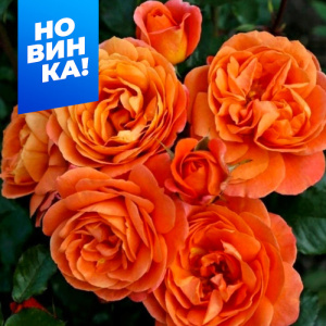 Роза Феникс купить