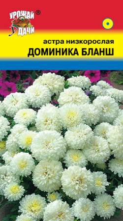 Астра Доминика Бланш низкорослая купить