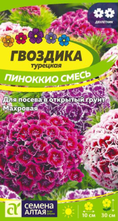 Гвоздика Пиноккио турецкая купить