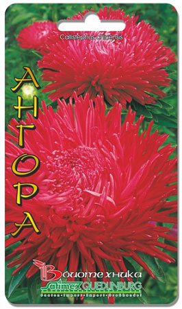 Астра Дракон Ангора  купить