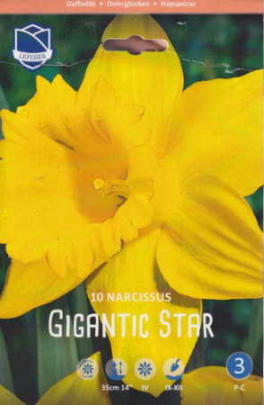 Нарцисс "Gigantic Star" (1х10шт) купить