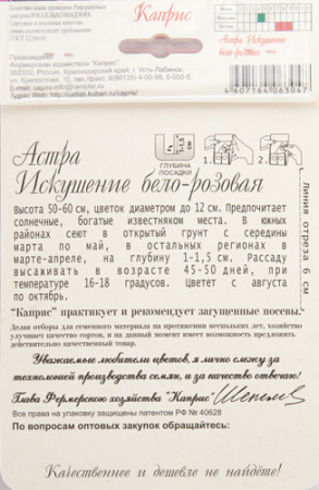 Астра Искушение бело-розов./1шт  купить