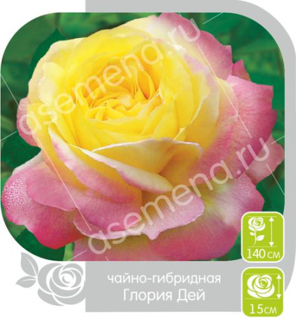 Роза Глория Дей купить