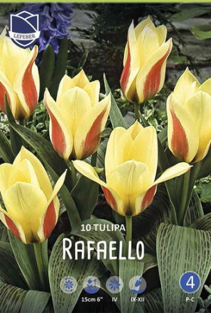 Тюльпан Грейга "Rafaello" (1х10шт) купить