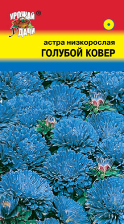 Астра Ковер Голубой низкорослая купить
