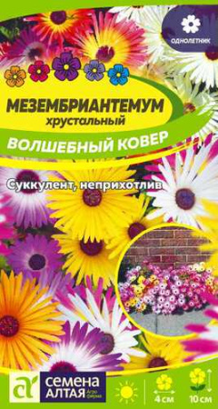 Мезембриантемум Волшебный ковёр купить