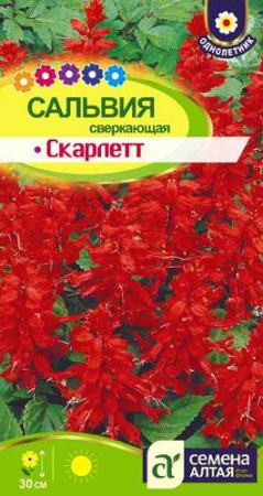 Сальвия Скарлетт сверкающая  купить