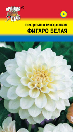 Георгина Фигаро Белая  купить