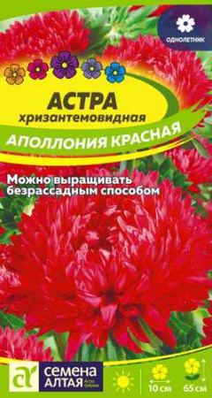 Астра Аполлония Красная  купить