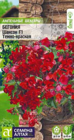 Бегония Шансон F1 темно-красная, амп. клуб. купить