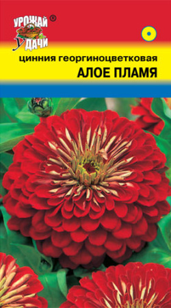 Цинния Алое Пламя купить